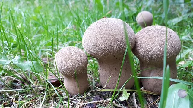 Pilze, Pflanzen, Pilz, Pilzkunde, Gras