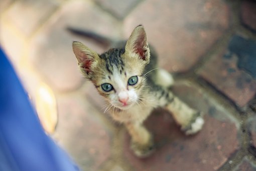 Free Cat Kitten photo and picture