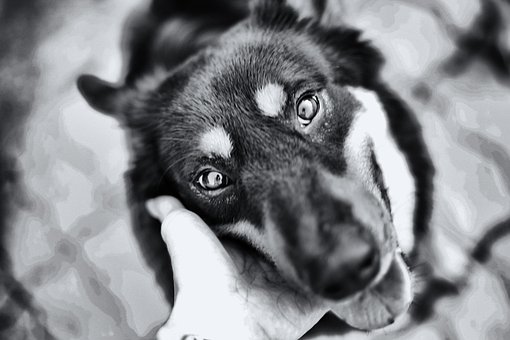 Free Dog Pet photo and picture