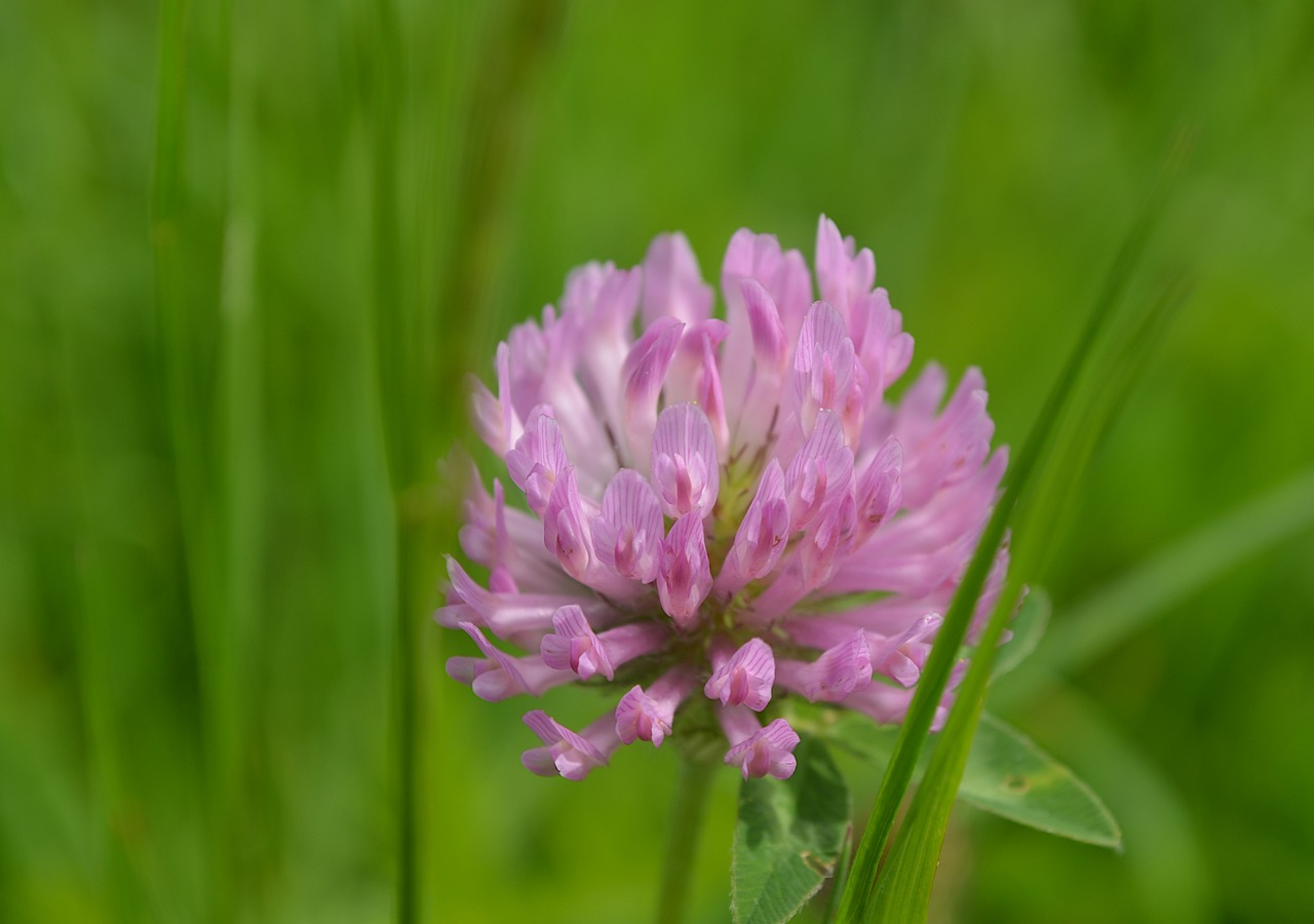 Red Clover Flower Plant Free photo on Pixabay Pixabay