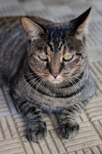 Free Cat Pet photo and picture
