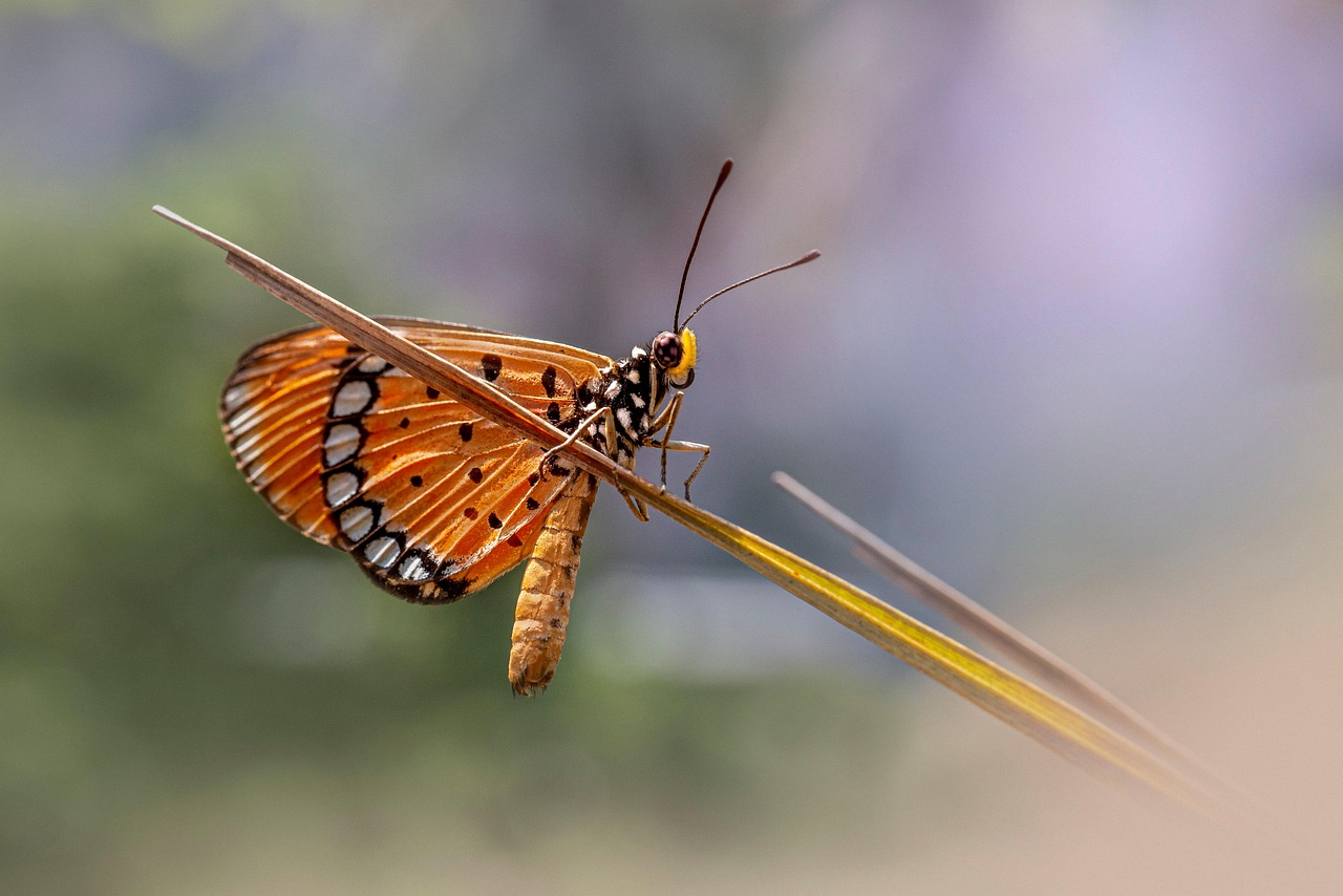 Mariposa Euphidrias Insecto - Foto gratis en Pixabay - Pixabay