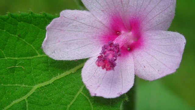 花 花弁 ピンク - Pixabayの無料写真 - Pixabay