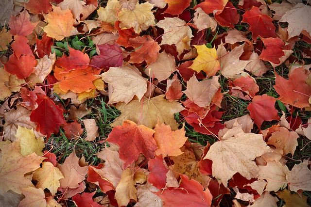 Ahorn, Blätter, Herbst, Ahornblätter