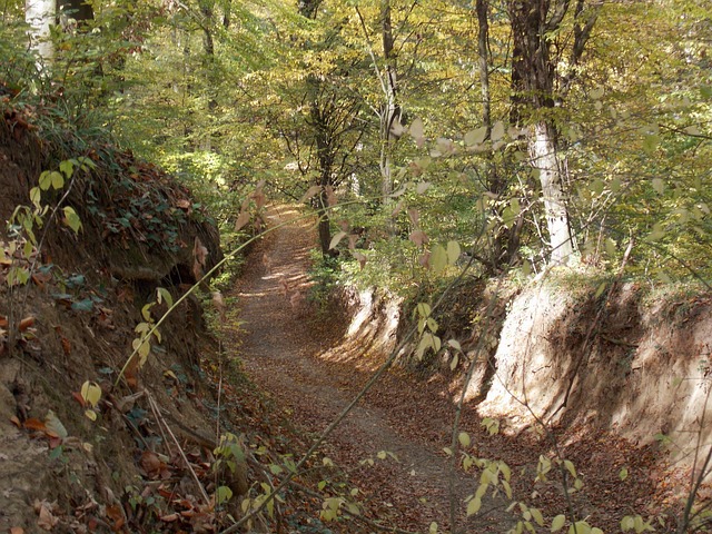 Free Autumn Tour photo and picture