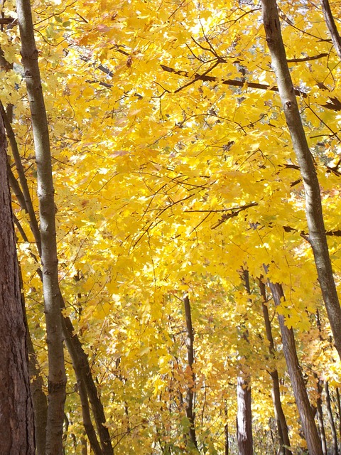 Free Autumn Nature photo and picture