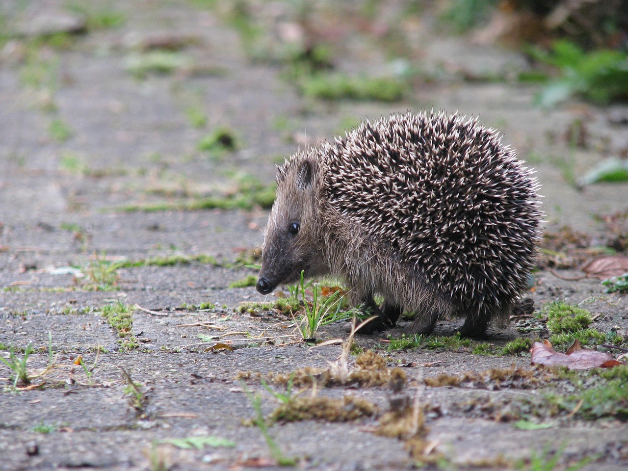  900+ kostenlose Igel und Tier-Bilder - Pixabay Motiv 