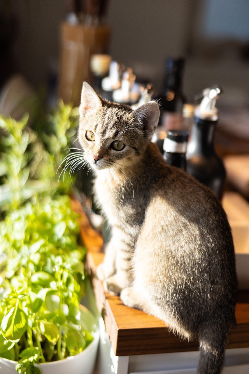 Gato Gatito Mascota - Foto gratis en Pixabay - Pixabay