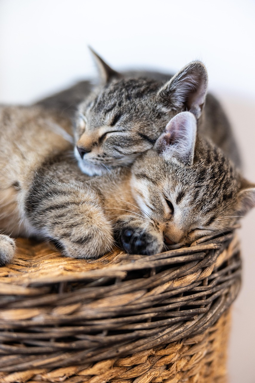 Two Sleeping Cats Two Sleeping Cats