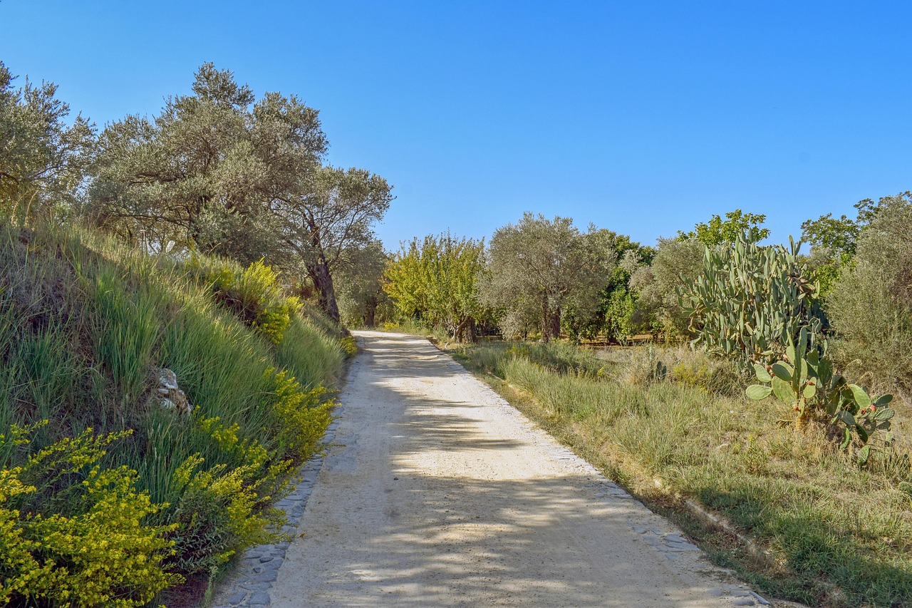 Chemin Des Arbres Nature La - Photo gratuite sur Pixabay - Pixabay