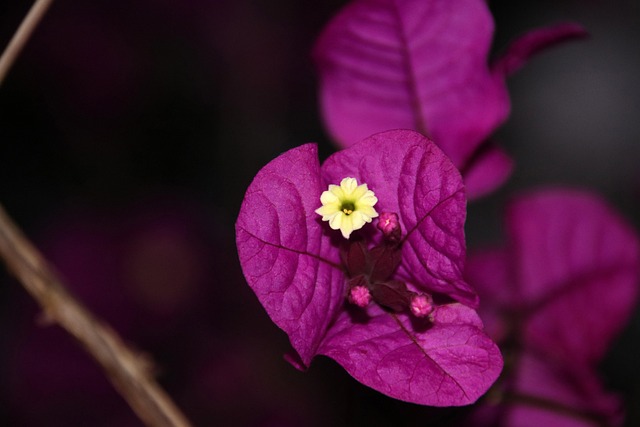 Free Bougainvillea Purple Flowers photo and picture