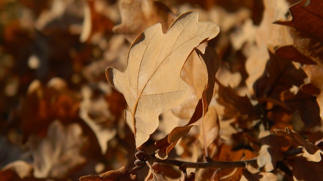 Free Leaves Autumn photo and picture