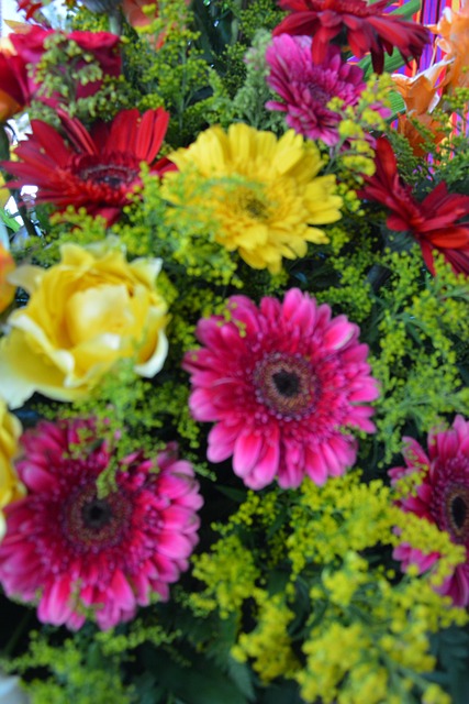 Free Flowers Gerberas photo and picture