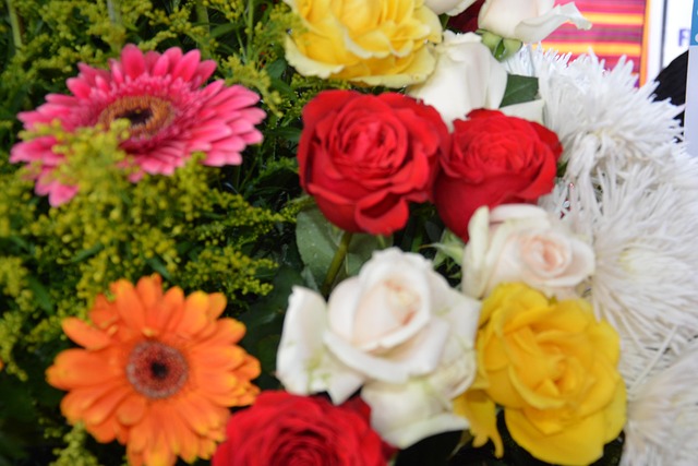 Free Flowers Gerberas photo and picture