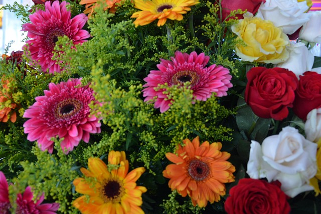 Free Flowers Gerberas photo and picture