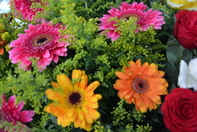 Free Flowers Gerbera photo and picture
