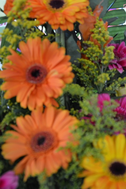 Free Flowers Gerberas photo and picture