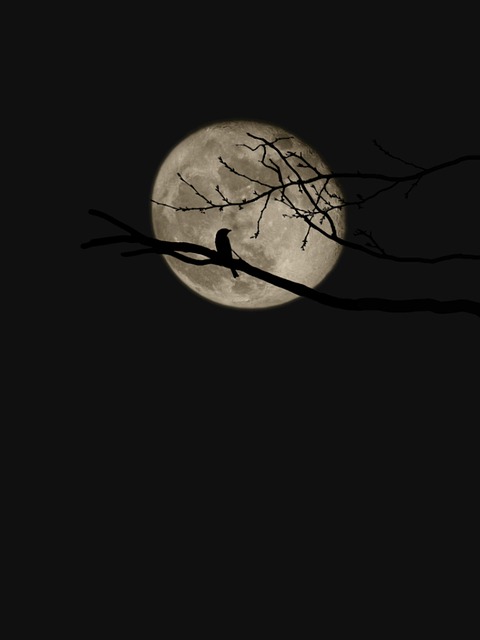Vogel, Nacht, Baum