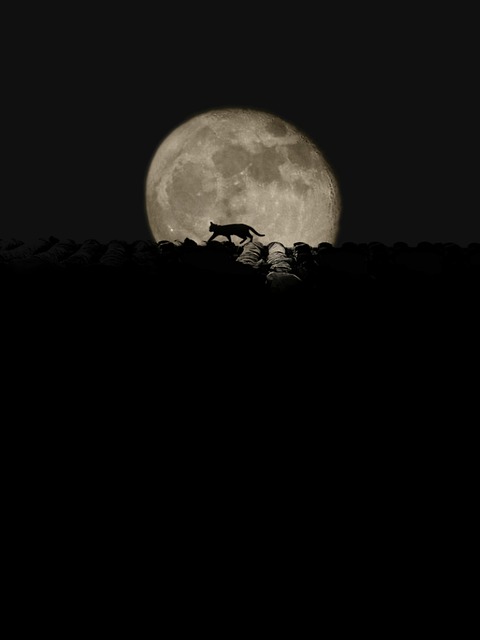 Nacht, Mond, Tier, Katzen