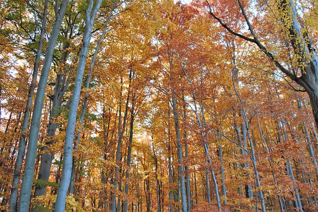 Floresta, Outono, Arvores, Natureza