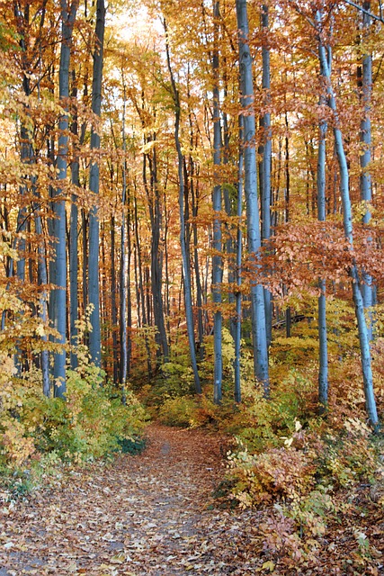 Arvores, Natureza, Floresta, Ao Ar Livre