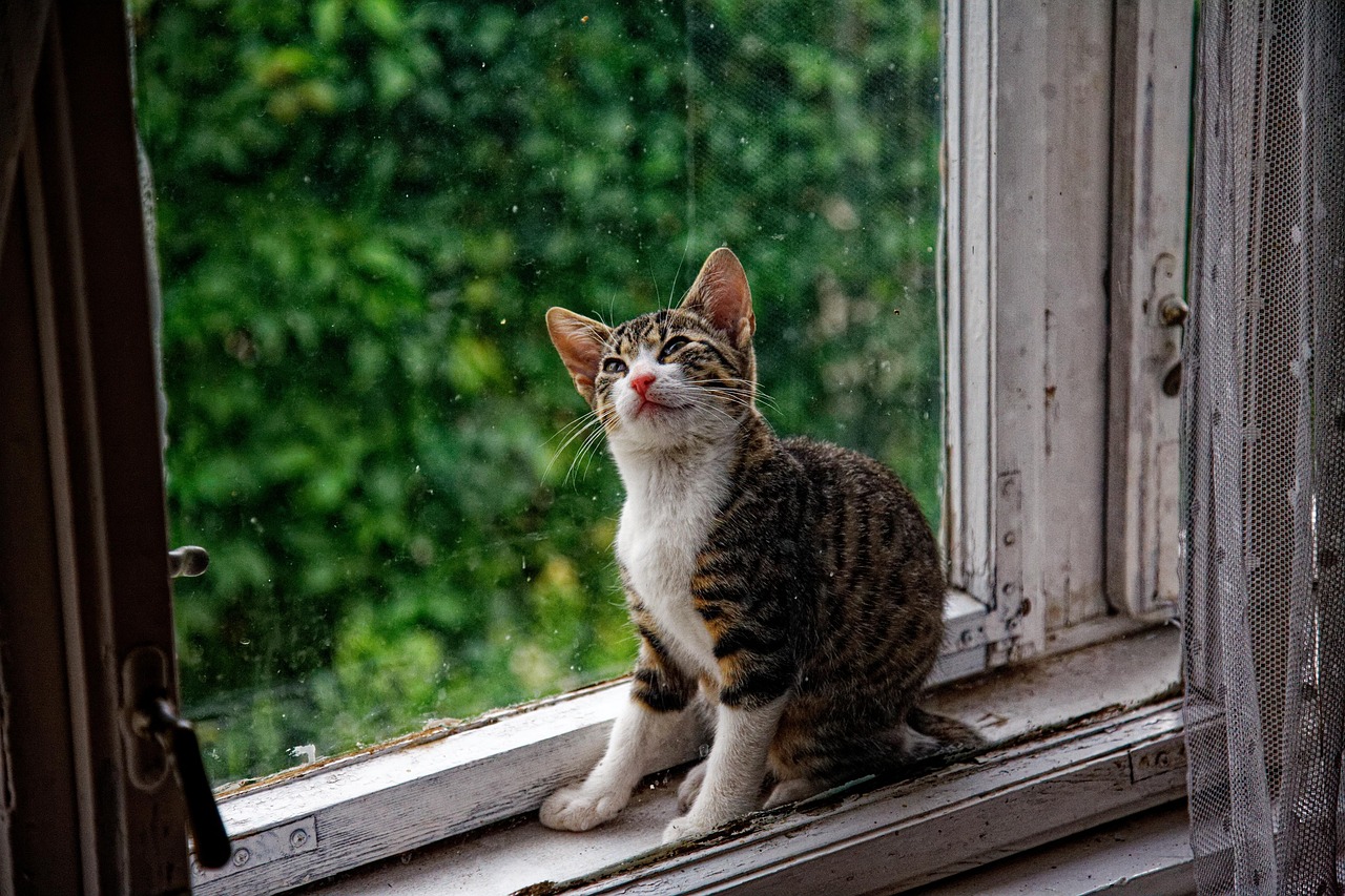 Cat - free online jigsaw puzzle photo