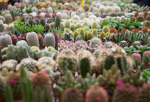 Cactus Flower main image 1