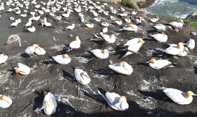 Free Gannet Colony Muriwai Beach photo and picture