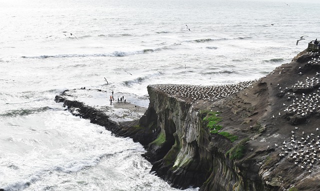 Free Land Sacape Birds photo and picture