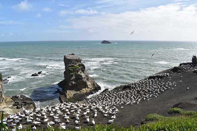 Free Muriwai Beach Gannet photo and picture