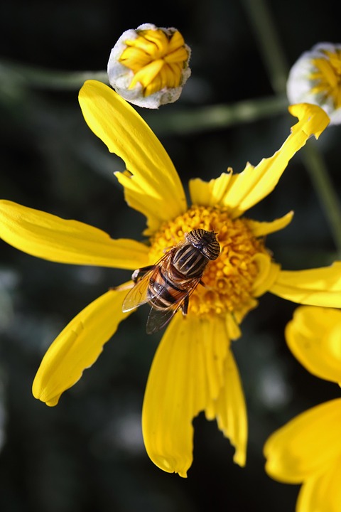 Band Eyed Drone Fly Insect Flower - Free photo on Pixabay