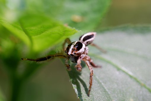 Free Animal Nature photo and picture