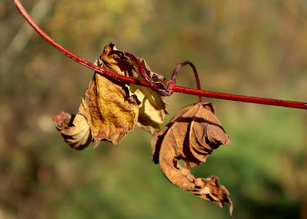 树叶 干的 落下 - Pixabay上的免费照片 - Pixabay