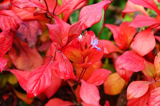 Folhas, Flor, Cair, Outono