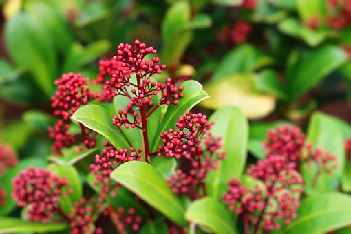Jardim, Botões De Flores, Flores