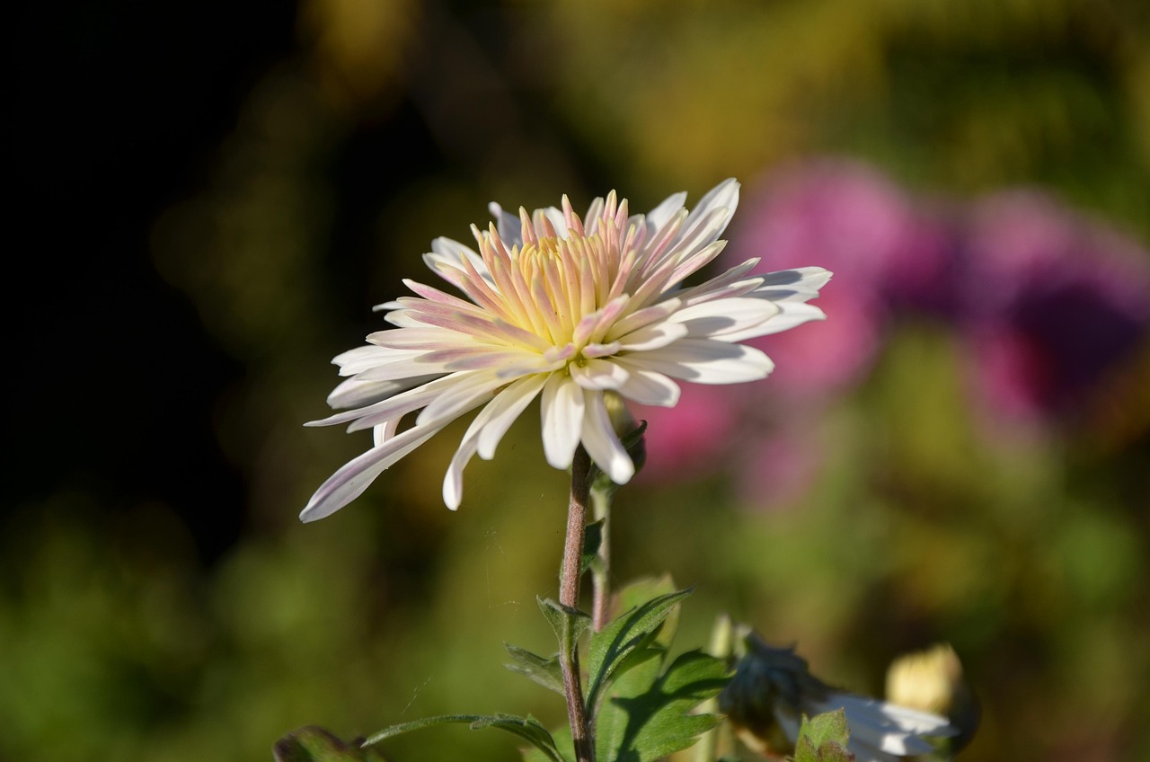 Bunga Bloom Kelopak - Foto gratis di Pixabay - Pixabay