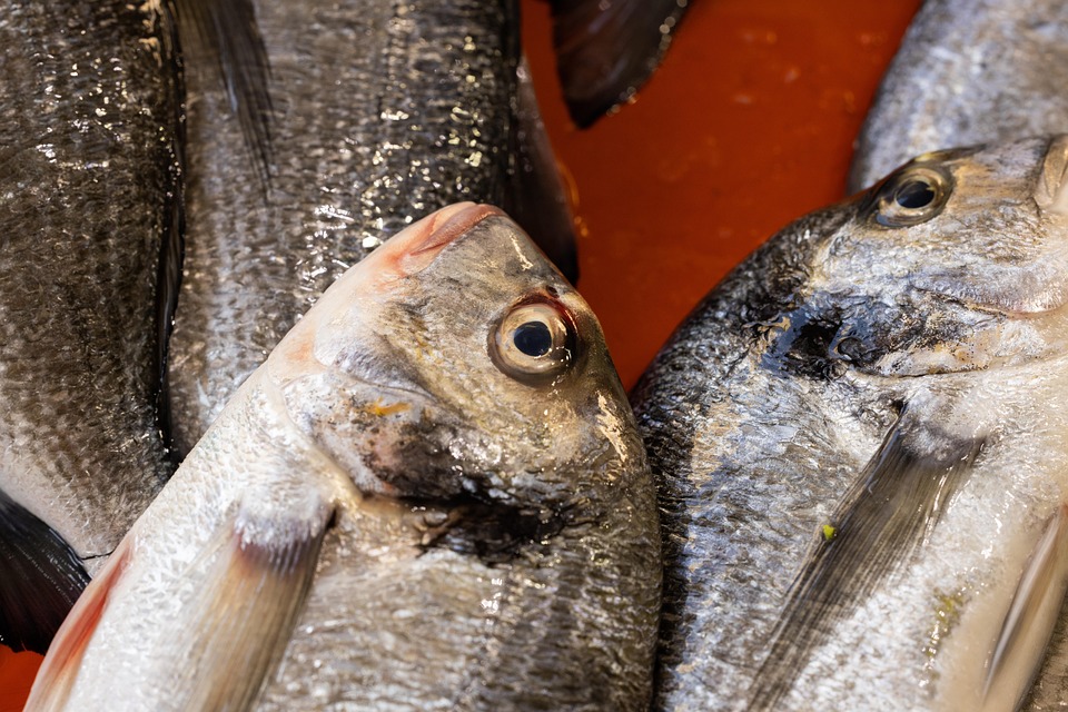 Anchovies Fish Market Fresh - Free photo on Pixabay - Pixabay