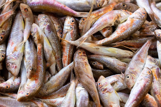 fish, fish market, fresh fish, nature, market