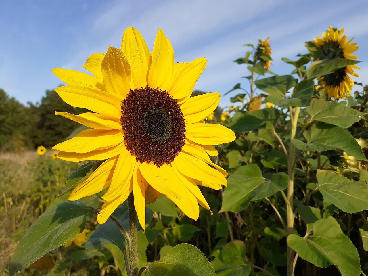  Sonnenblume - Kostenloses Foto auf Pixabay - Pixabay Illustration 