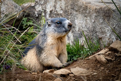 Free Marmot Mammal photo and picture