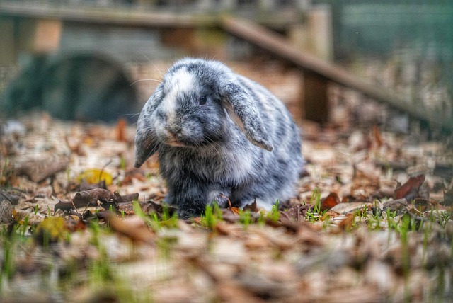 Free Animal Rabbit photo and picture