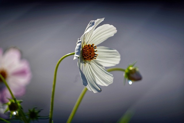 Free Flower Flower Background photo and picture