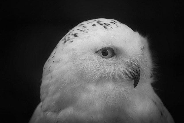 Free Owl Bird photo and picture