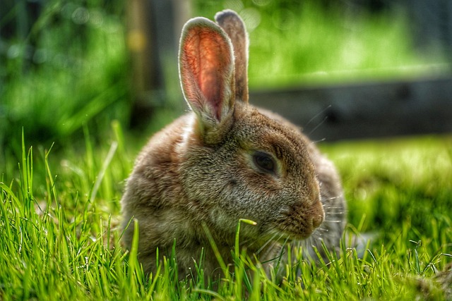 Free Animal Rabbit photo and picture