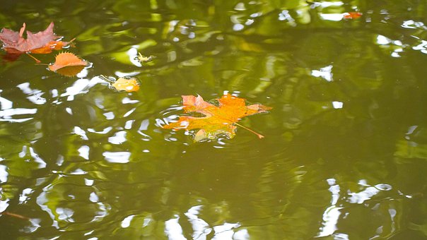 Blatt, Grün, Wasser, Herbst, Schimmern