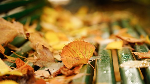 Blätter, Laub, Pflanzen, Bank, Herbst