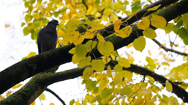 Taube, Vogel, Sitzend, Zweig, Tier
