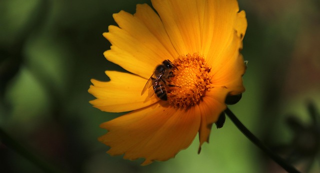 Free Bee Insect photo and picture
