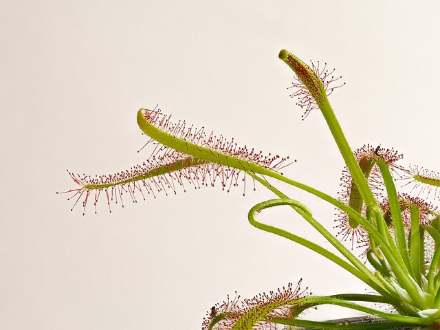Free Sundew Drosera photo and picture
