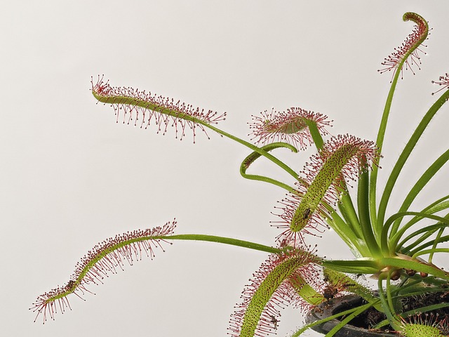 Free Sundew Drosera photo and picture